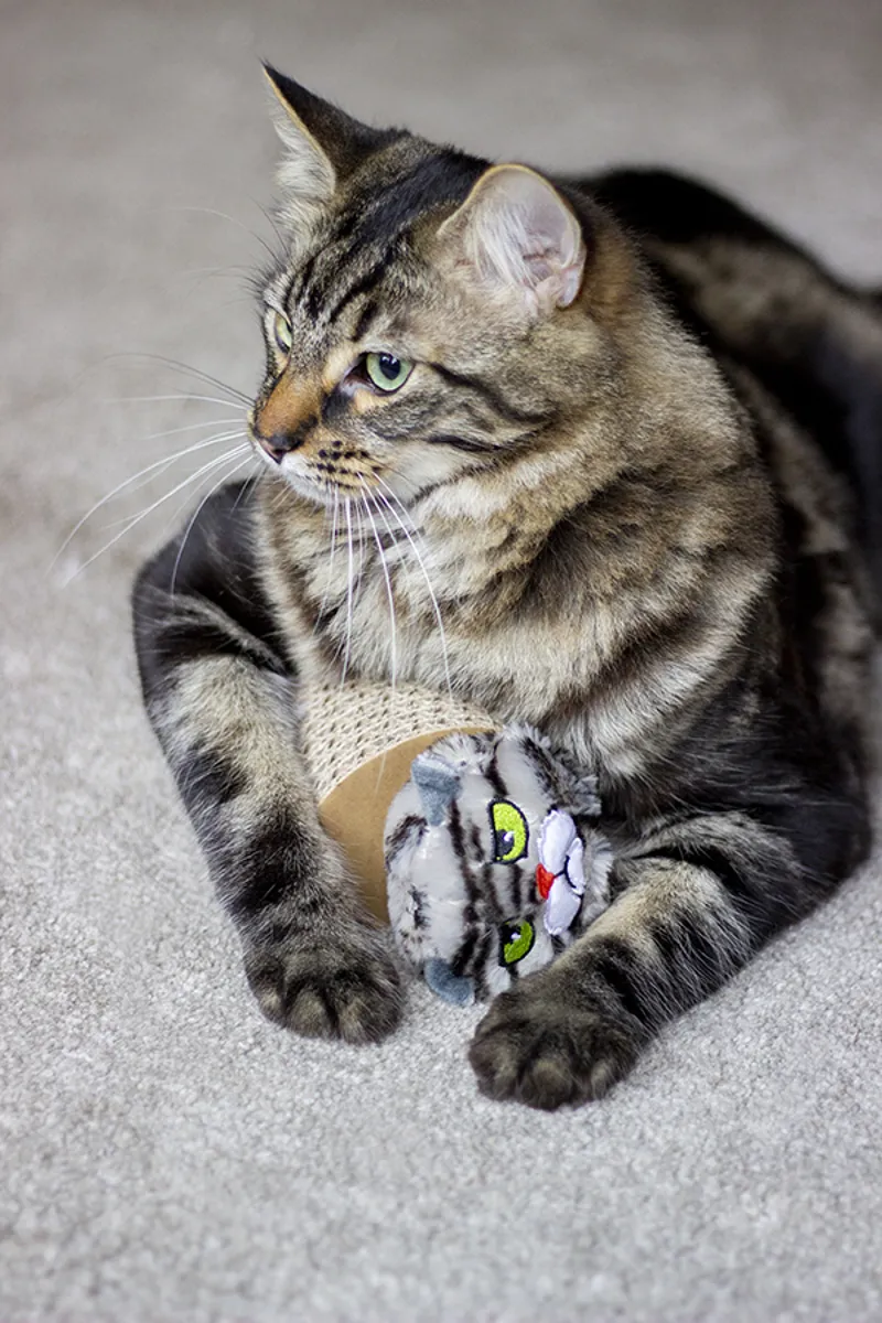 Moody Moggy Cardboard Scratcher-1